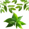 Grossiste en Huile Essentielle Tea Tree (Arbre à Thé) 10 ml